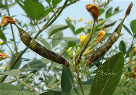  Inflorescence (Raceme) and Legumes